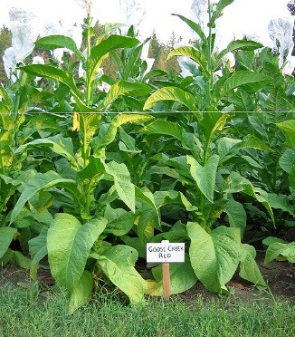 Goose Creek Red Tobacco Plant
